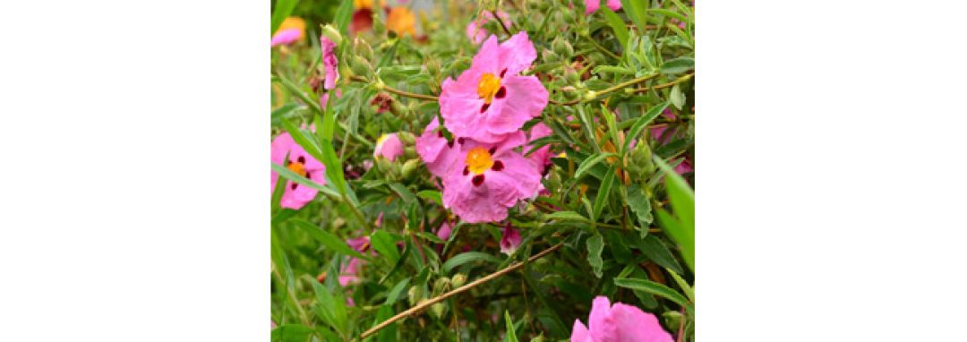 PA31 - FV Les MARRONNIERS : l'atelier jardin